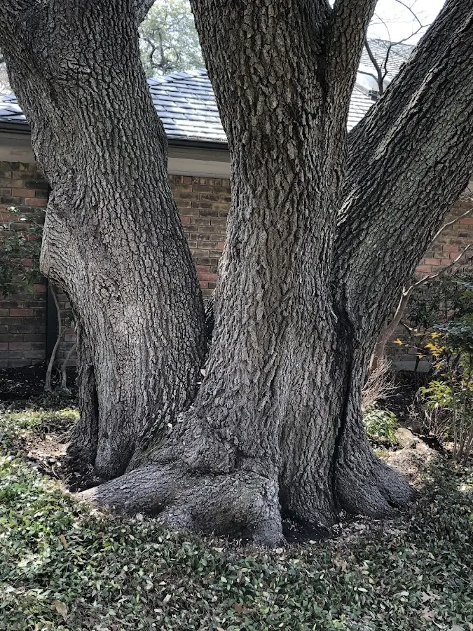 Mature heritage tree close to a Elma property cared for by certified arborists